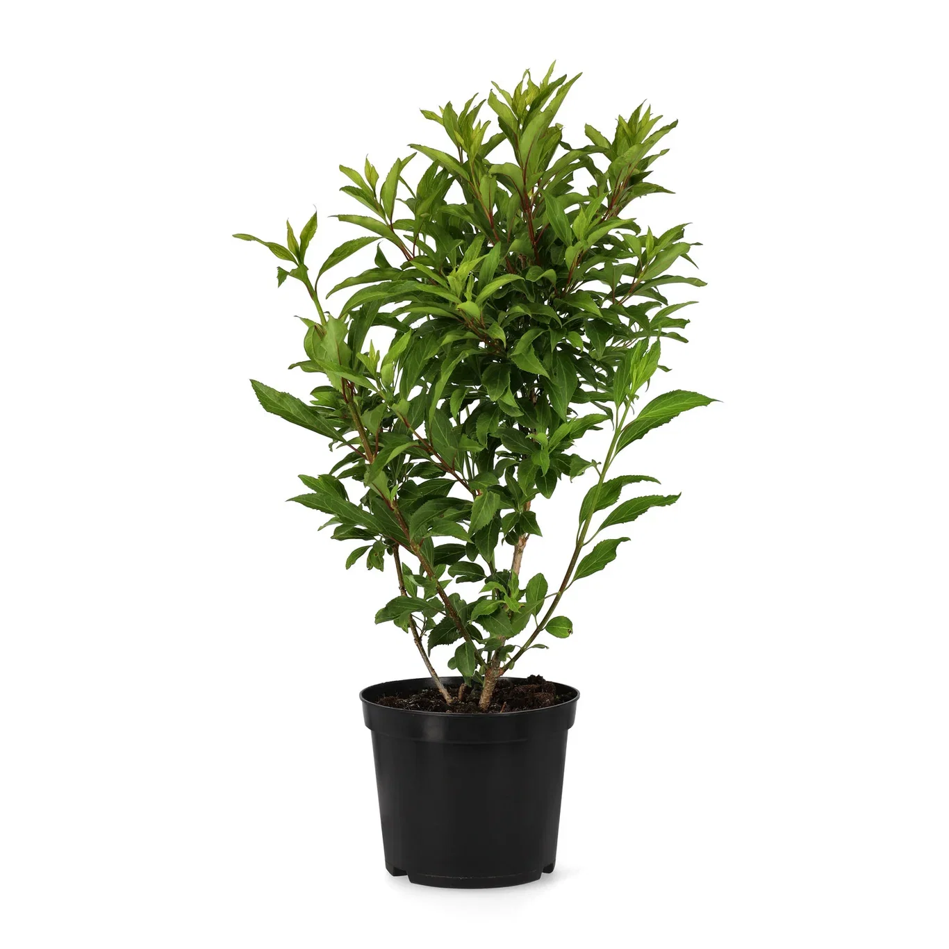 Forsythia x intermedia 'Lynwood' 3L