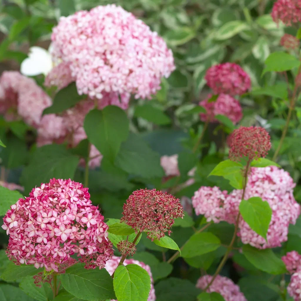 Hydrangea arborescens Ruby Annabelle 19cm