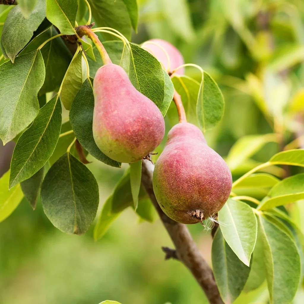 Pyrus communis 'Moskovskaja' 7,5L