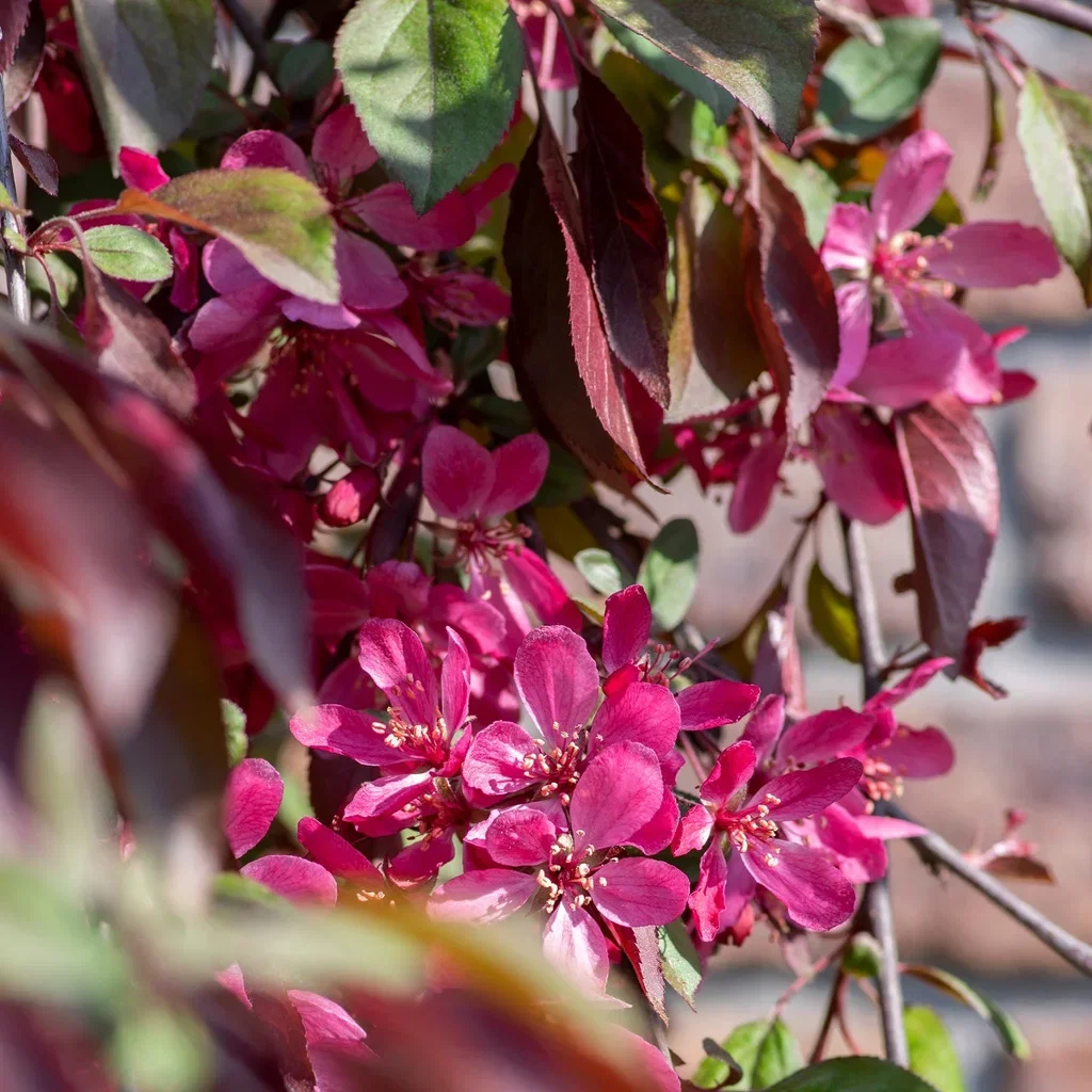 Malus toringo 'Freja' 175-200cm 10L