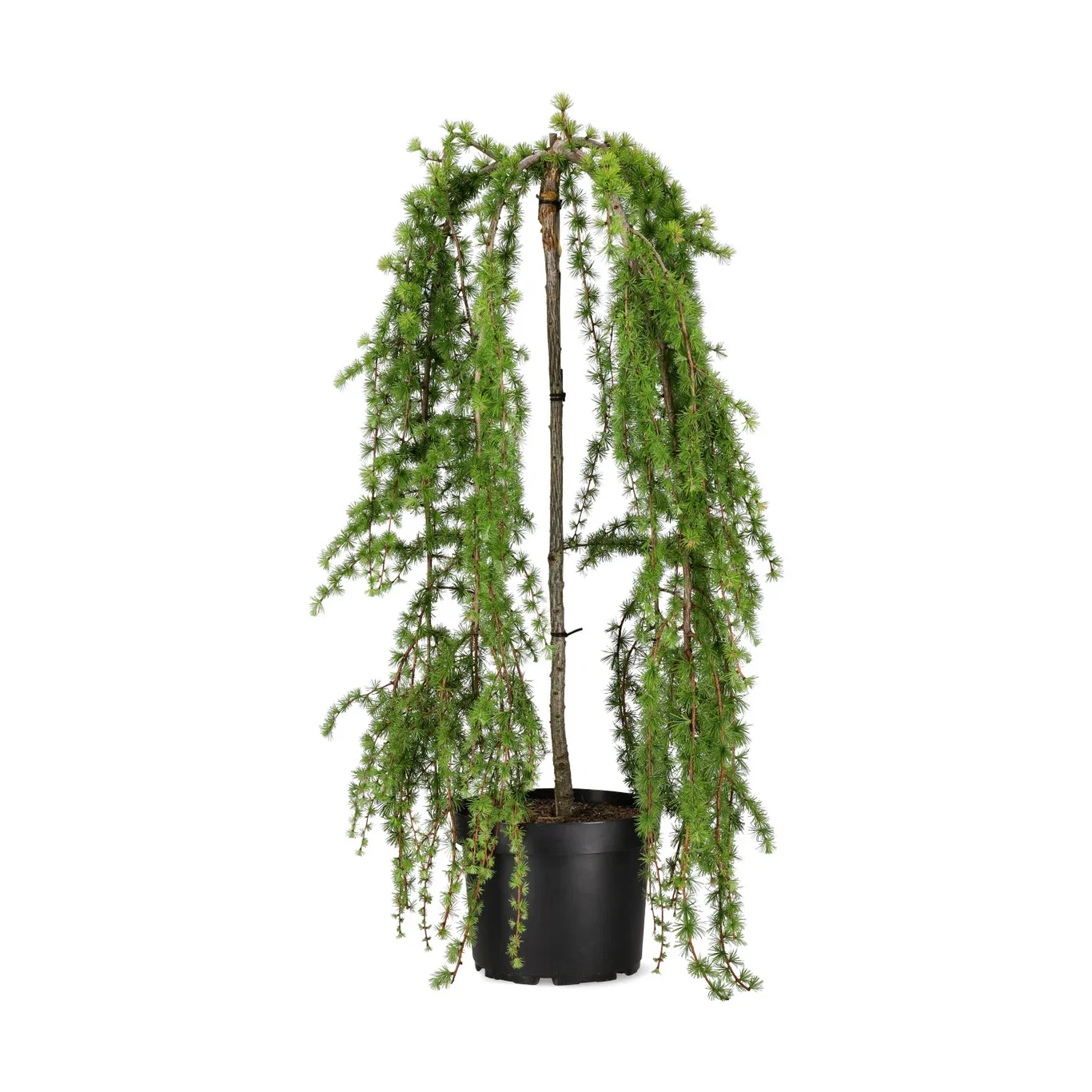 Japansk hengelerk 'Boring Weeper'