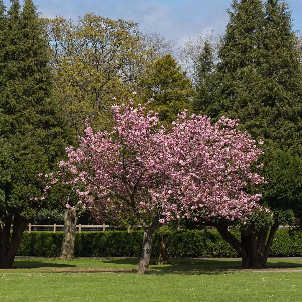 Japankirsebær 'Accolade'