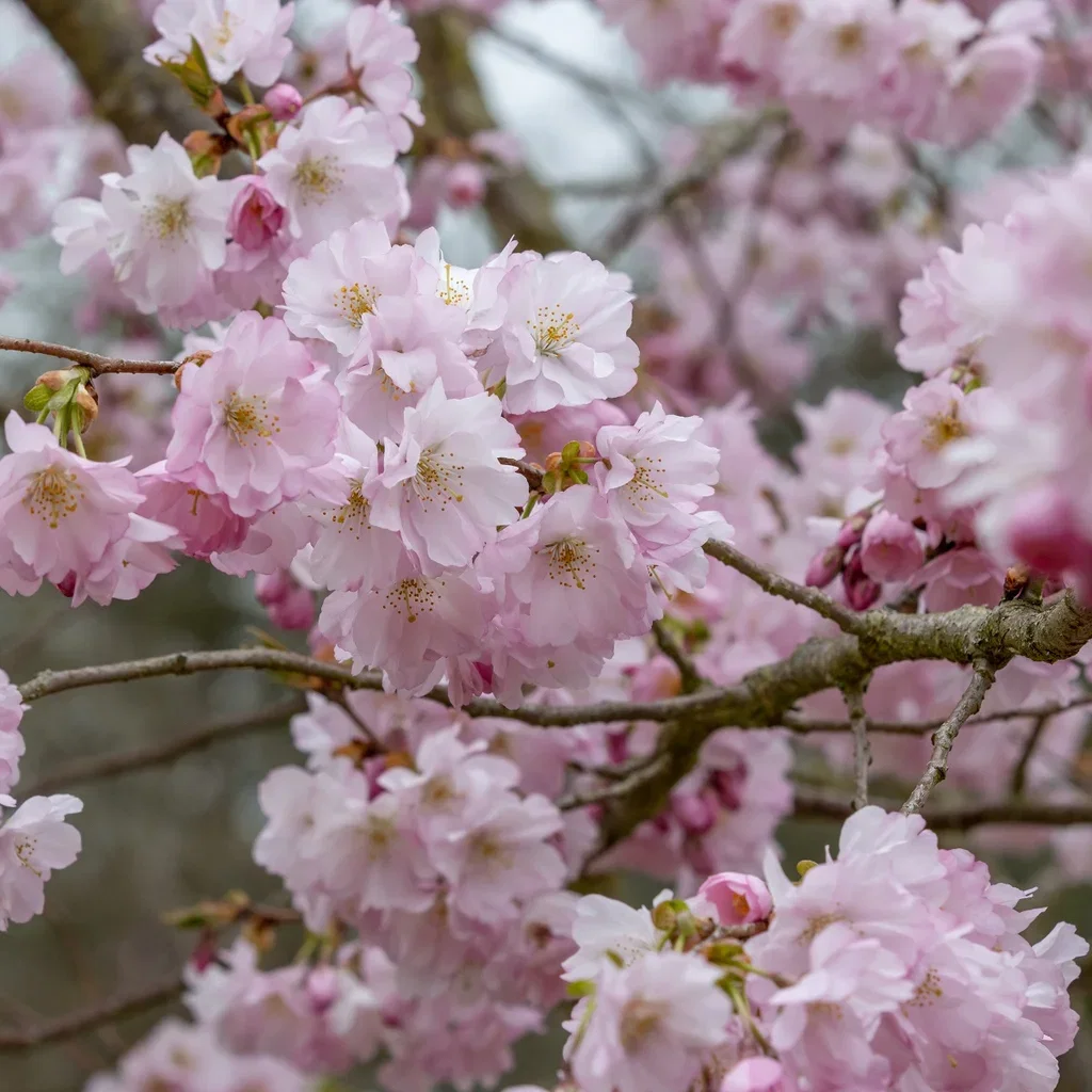 Japankirsebær 'Accolade'