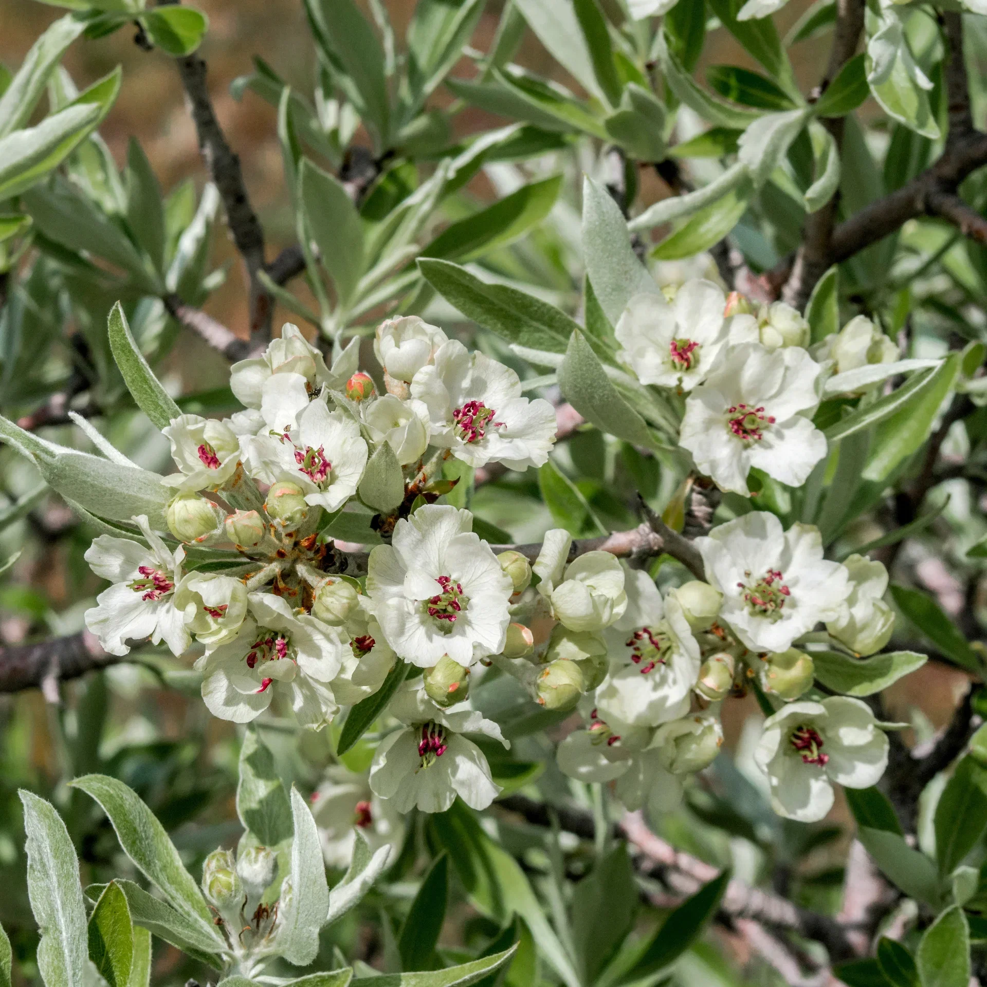Pyrus salicifolia 'Pendula' stem 120cm 12L