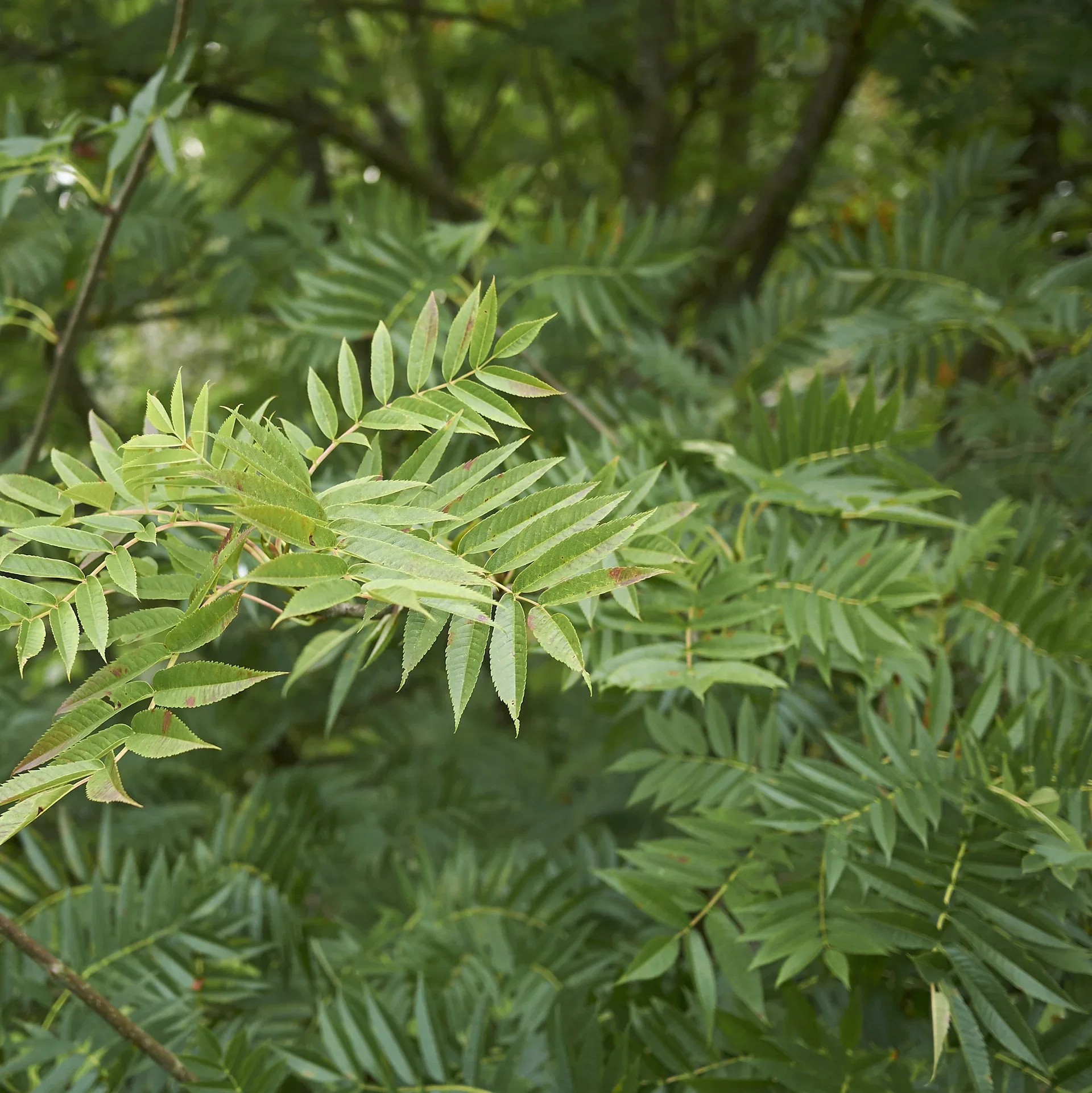 Sorbus 'Dodong' 175-200cm 12L