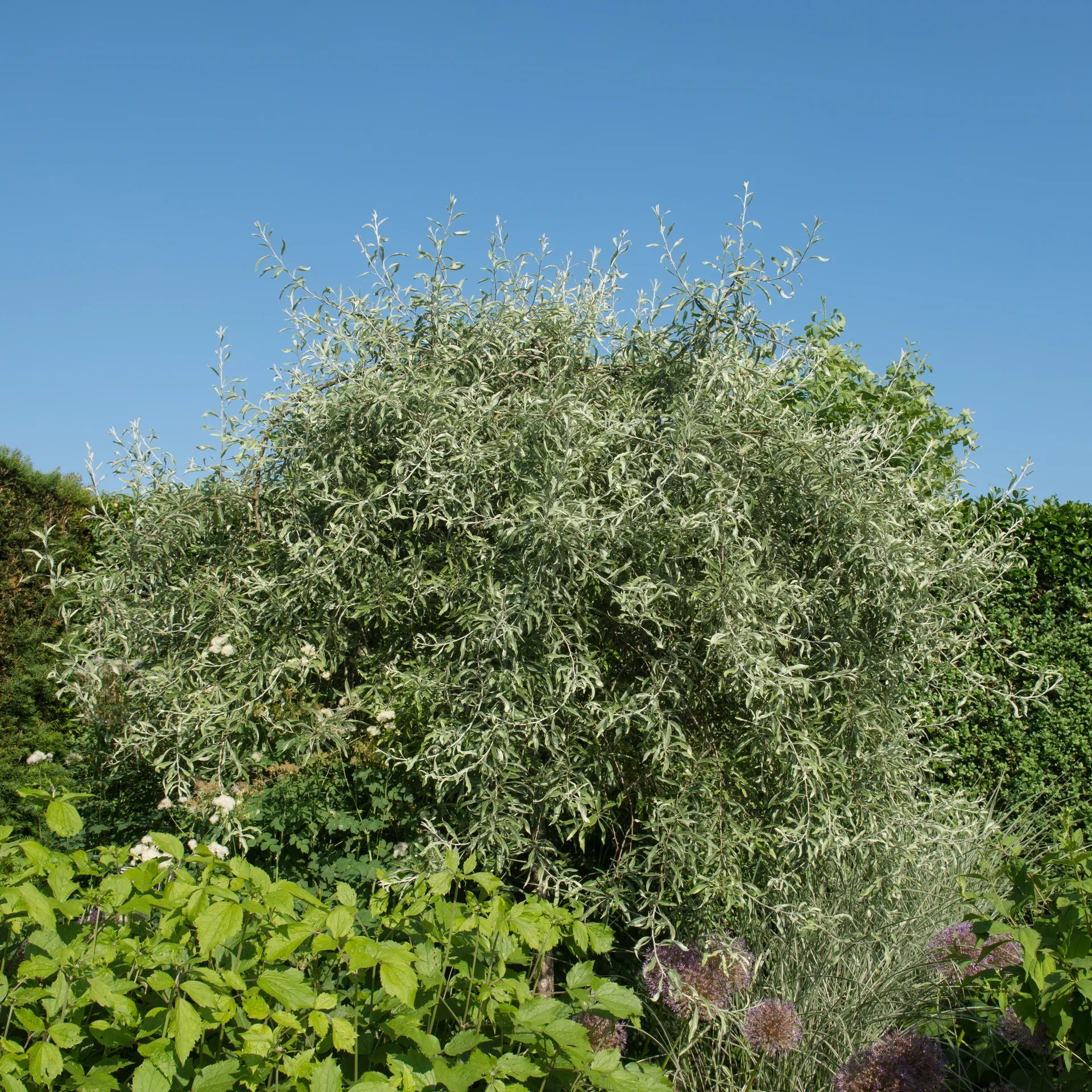 Pyrus salicifolia 'Pendula' stem 120cm 12L