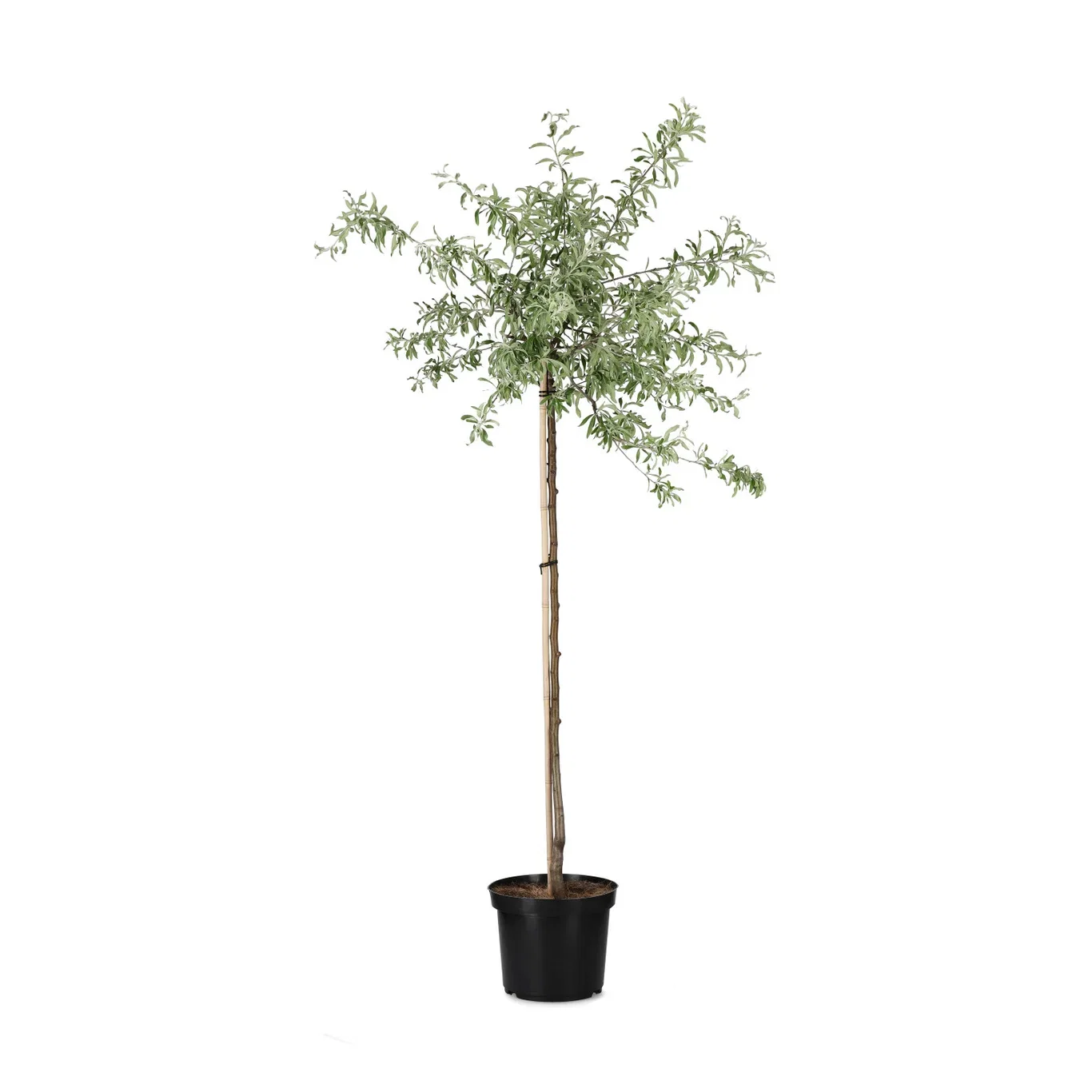 Pyrus salicifolia 'Pendula' stem 120cm 12L