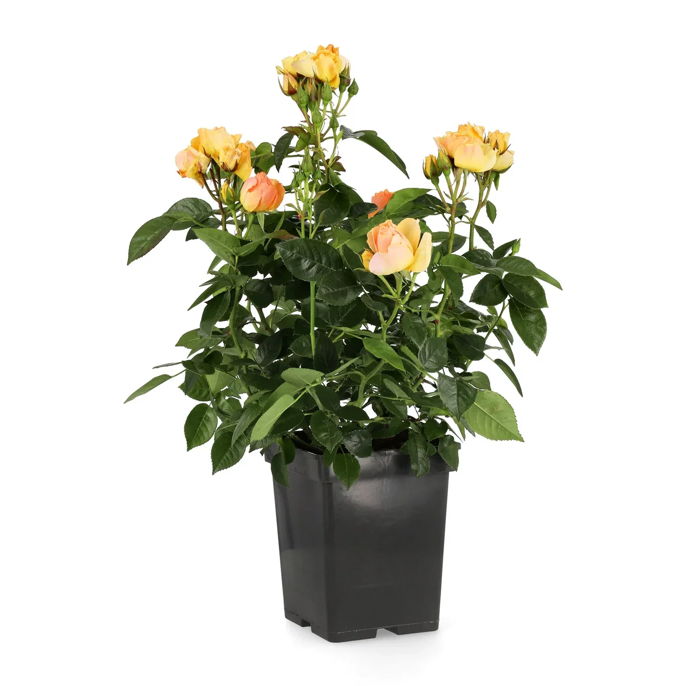 Rosa 'Hansestadt Rostock' 23cm