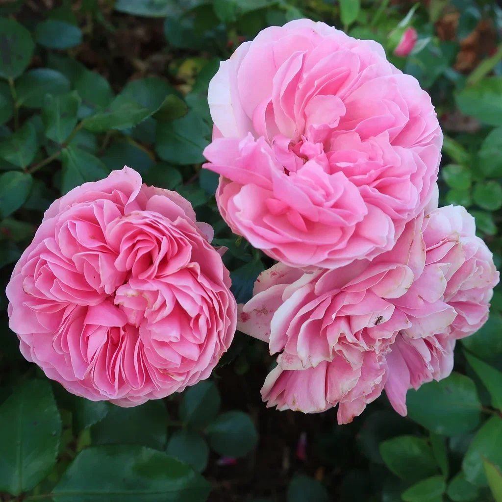 Tehybrid rose WILDBERRY® - en rose