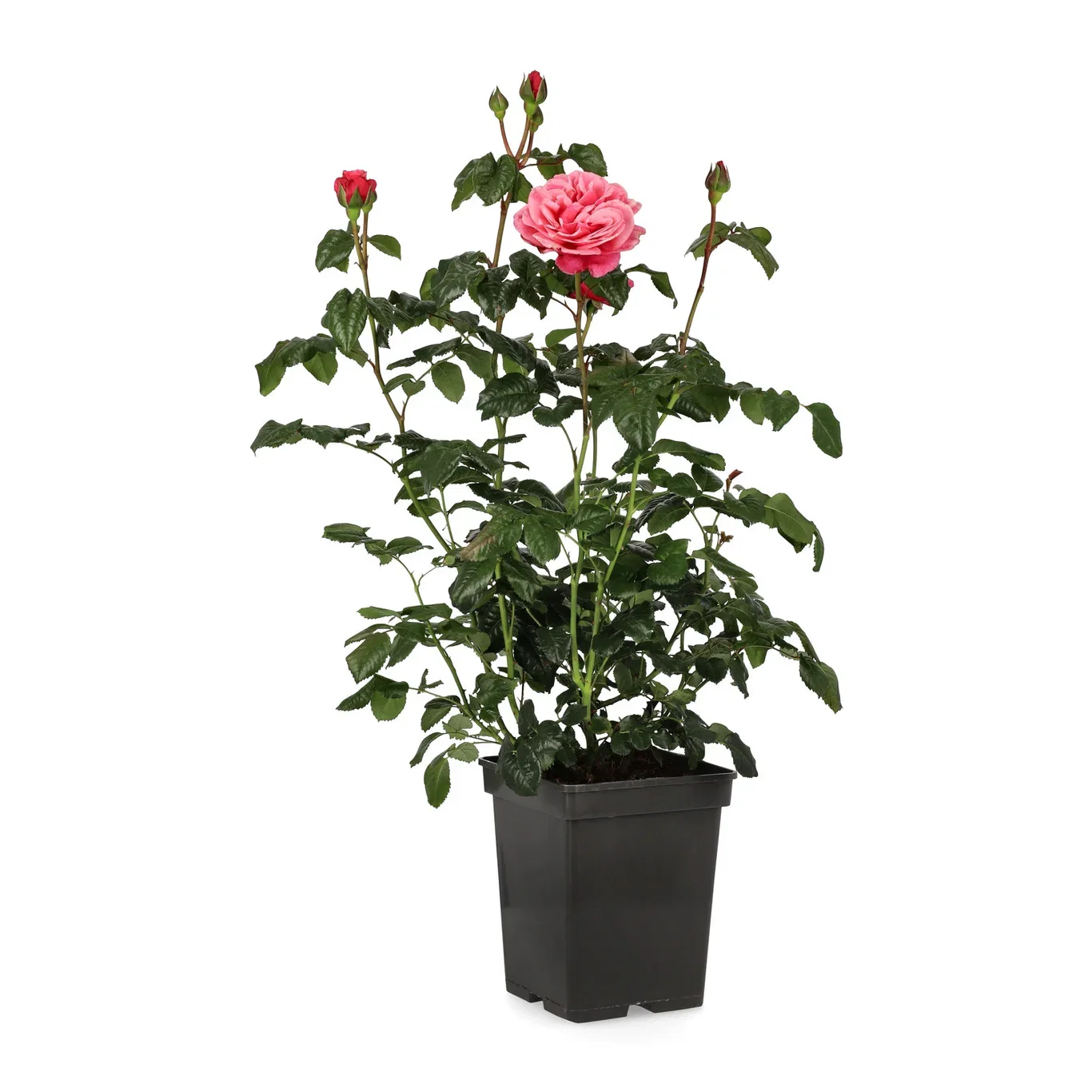 Tehybrid rose WILDBERRY® - en rose