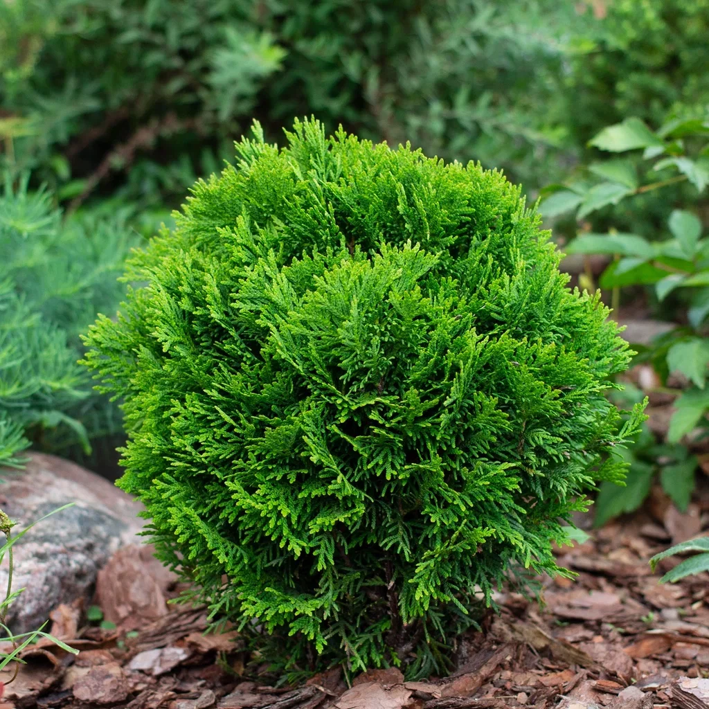 Thuja occidentalis 'Danica' 23cm