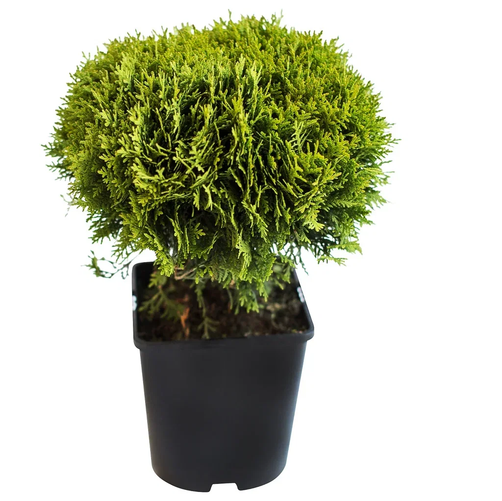 Thuja occidentalis 'Danica' 23cm