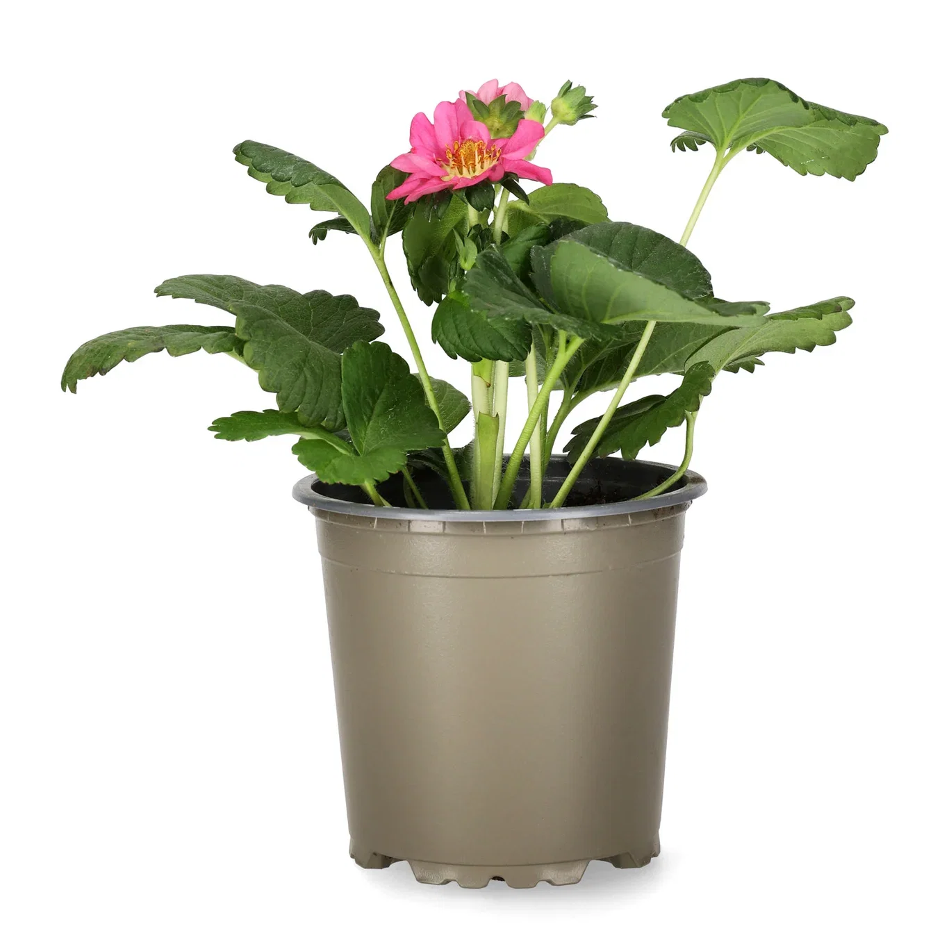 Fragaria x ananassa 'Summer Breeze Cherry Blossom' KRAV 10,5