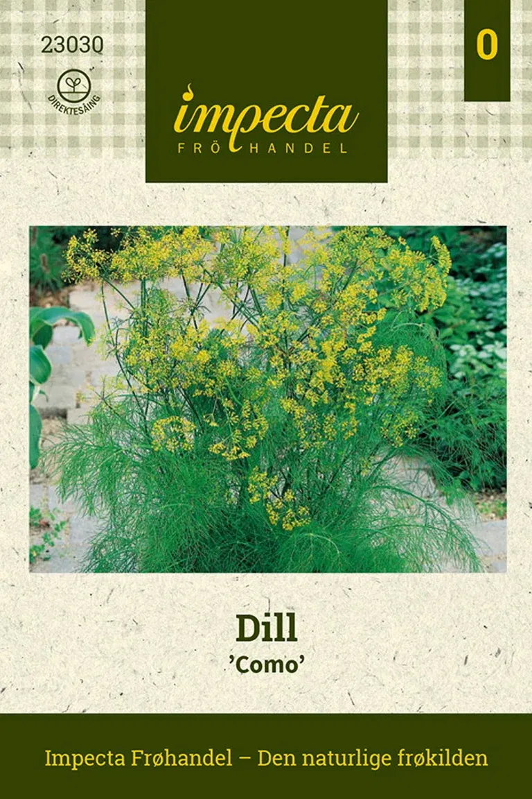 Dill 'Como'