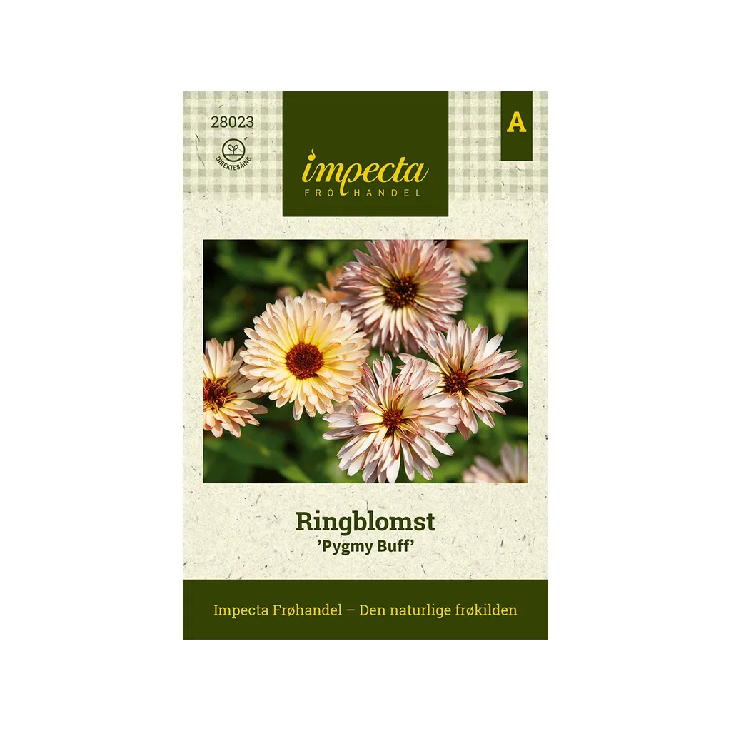 Ringblomst 'Pygmy Buff'
