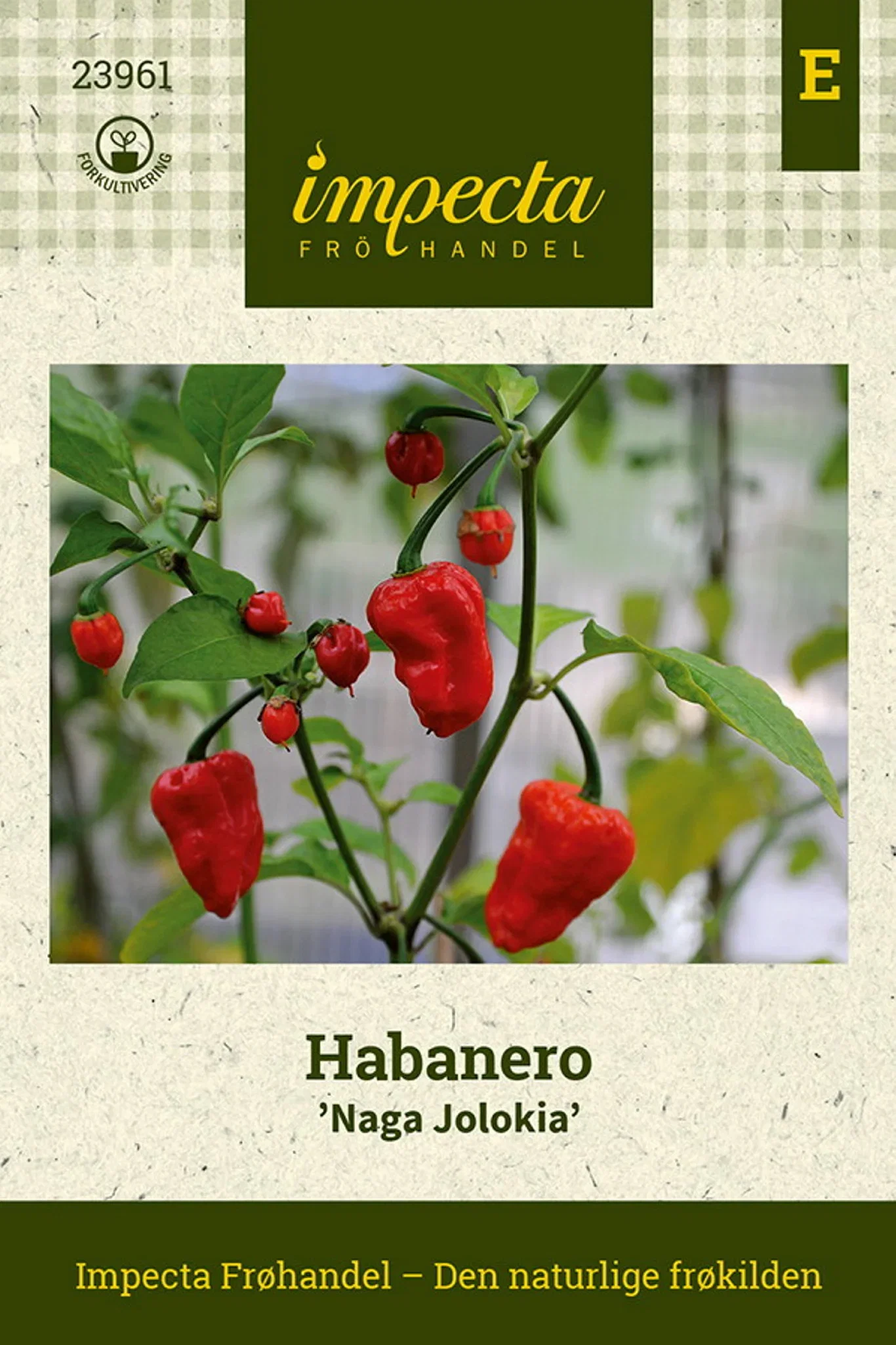 Capsicum chinense 'Naga Jolokia'