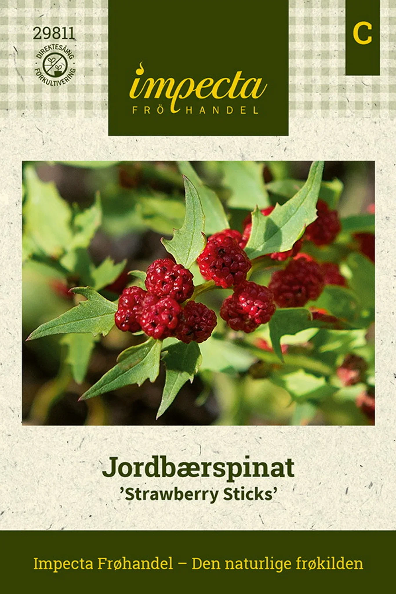 Chenopodium foliosum 'Strawberry Sticks'