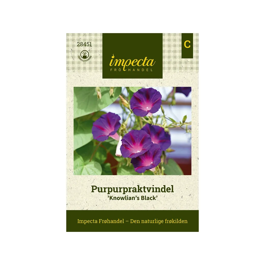 Ipomoea purpurea 'Knowlian's Black'