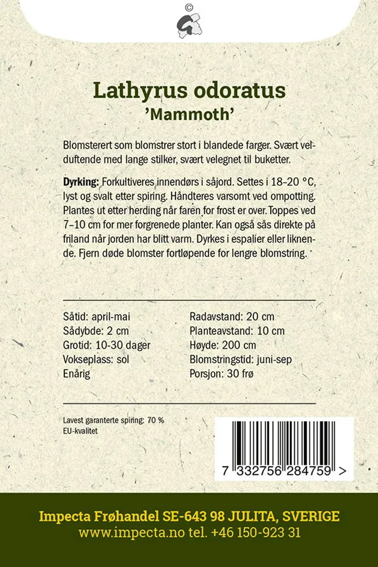 Blomsterert 'Mammoth'