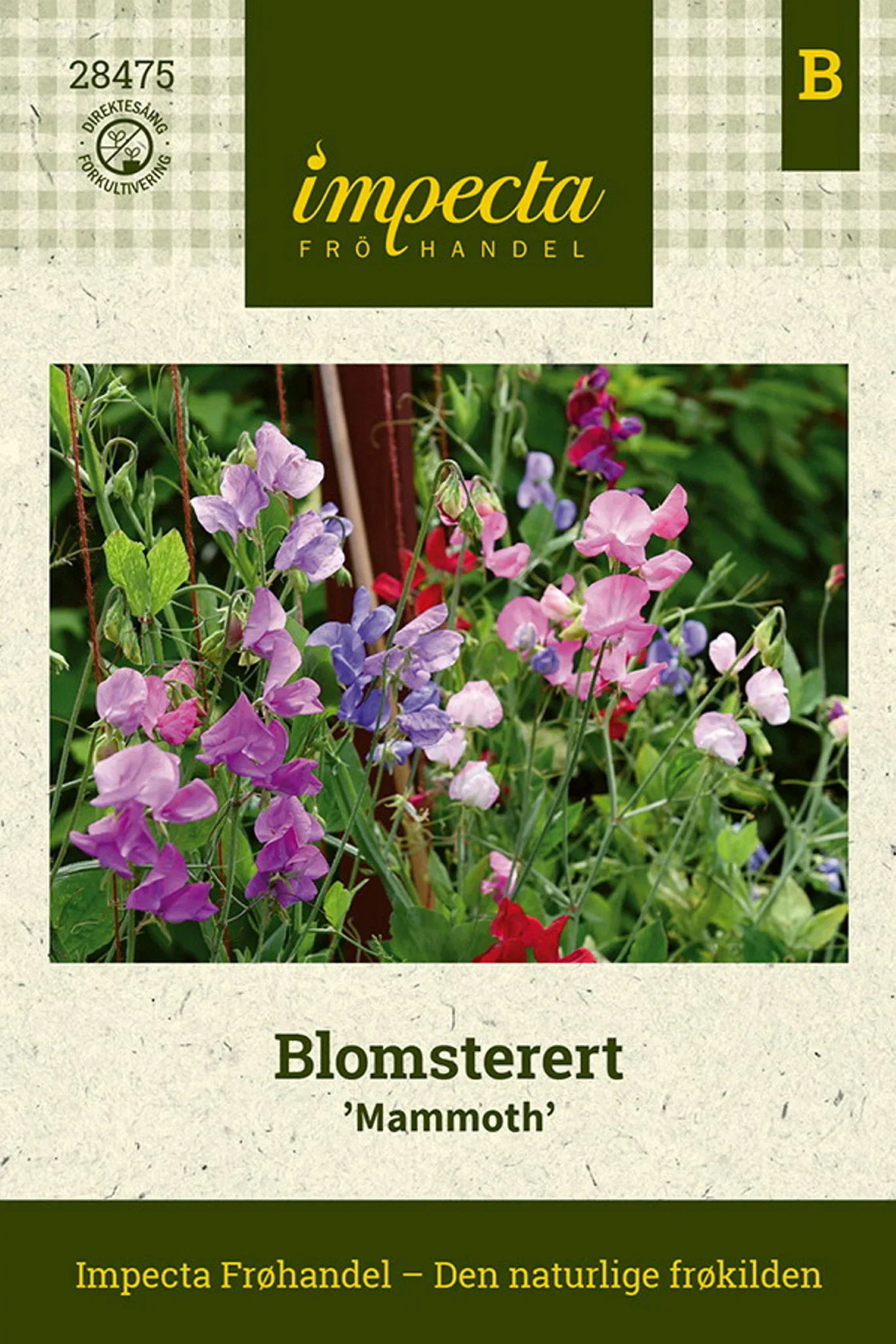 Lathyrus odoratus 'Mammoth'