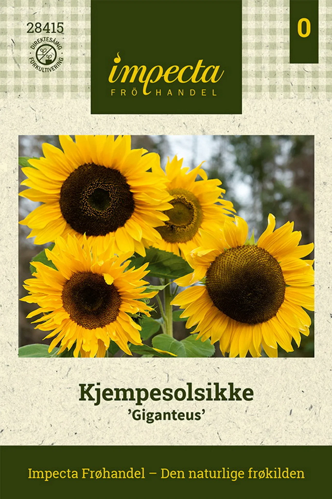 Helianthus annuus 'Giganteus'