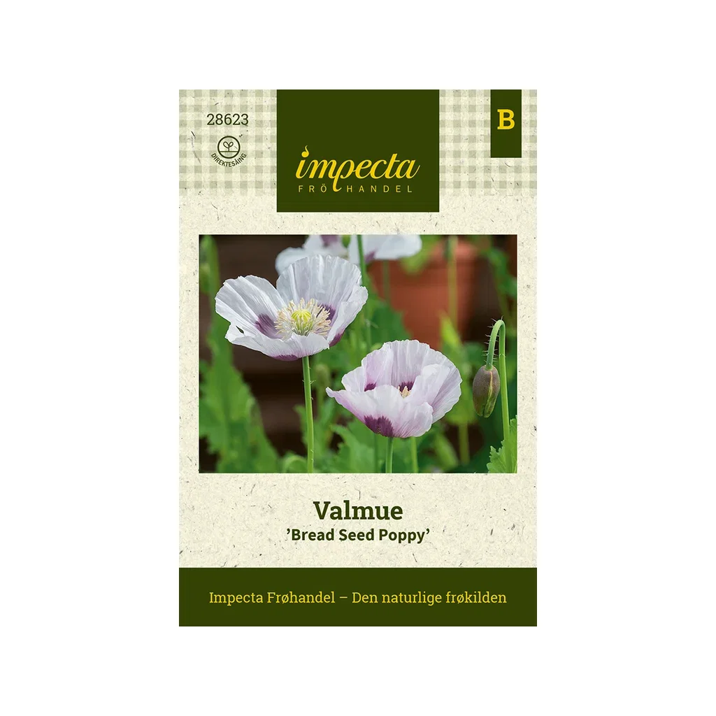 Papaver somniferum 'Bread Seed Poppy'