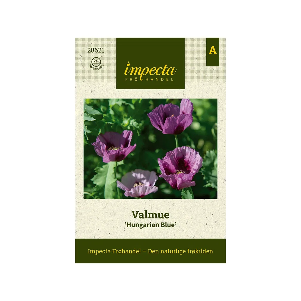 Papaver somniferum 'Hungarian Blue'