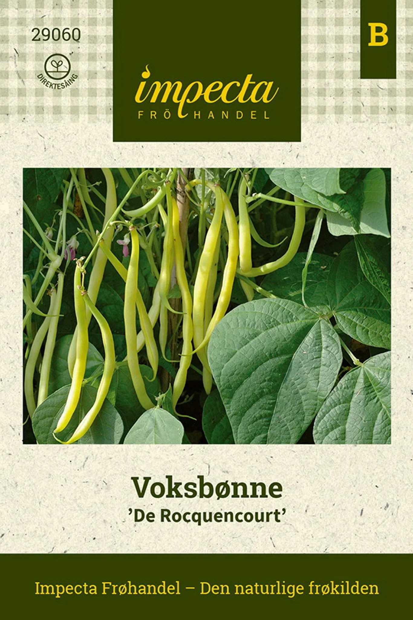 Voksbønne 'De Rocquencourt'