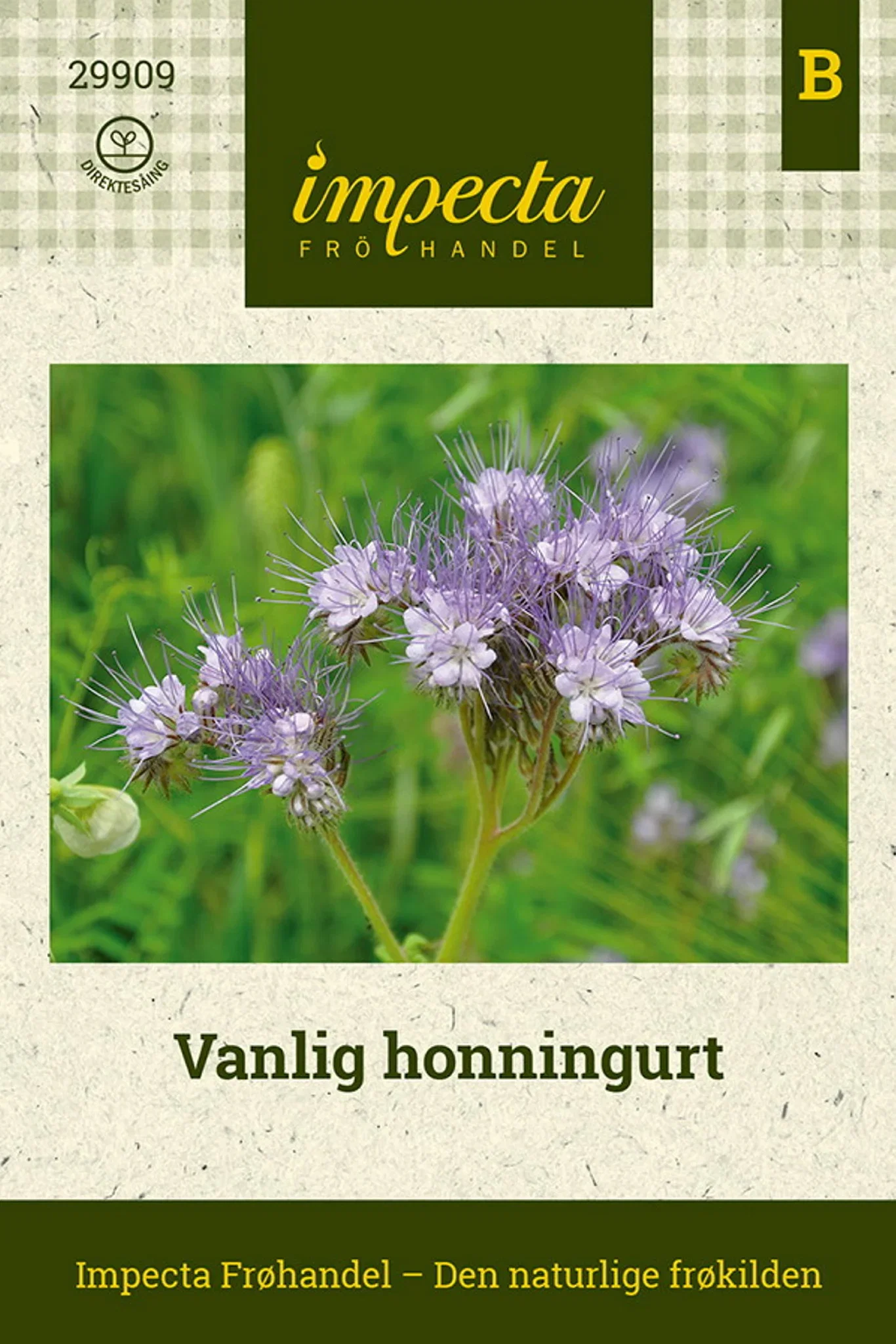 Phacelia tanacetifolia