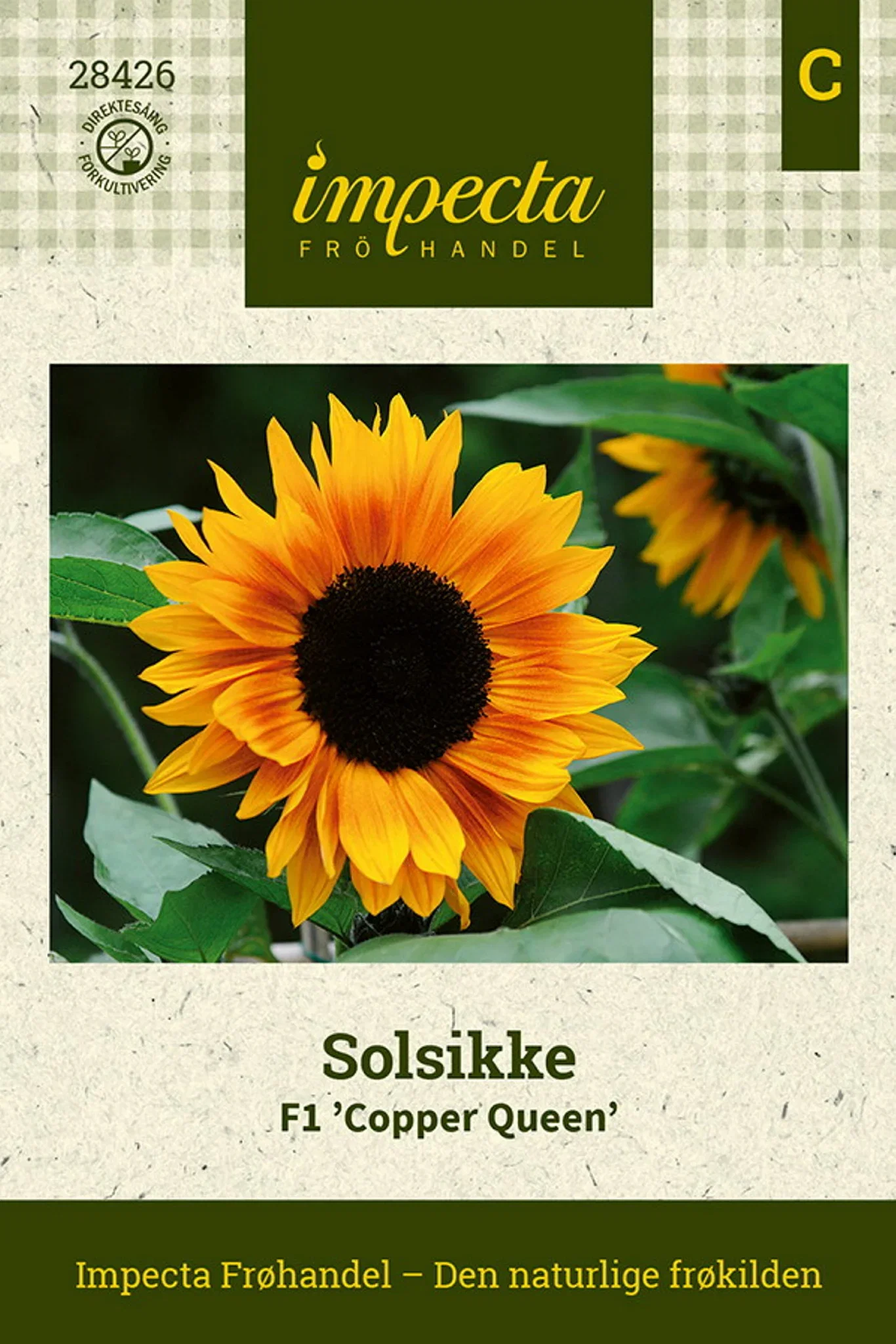 Helianthus annuus F1 'Copper Queen'