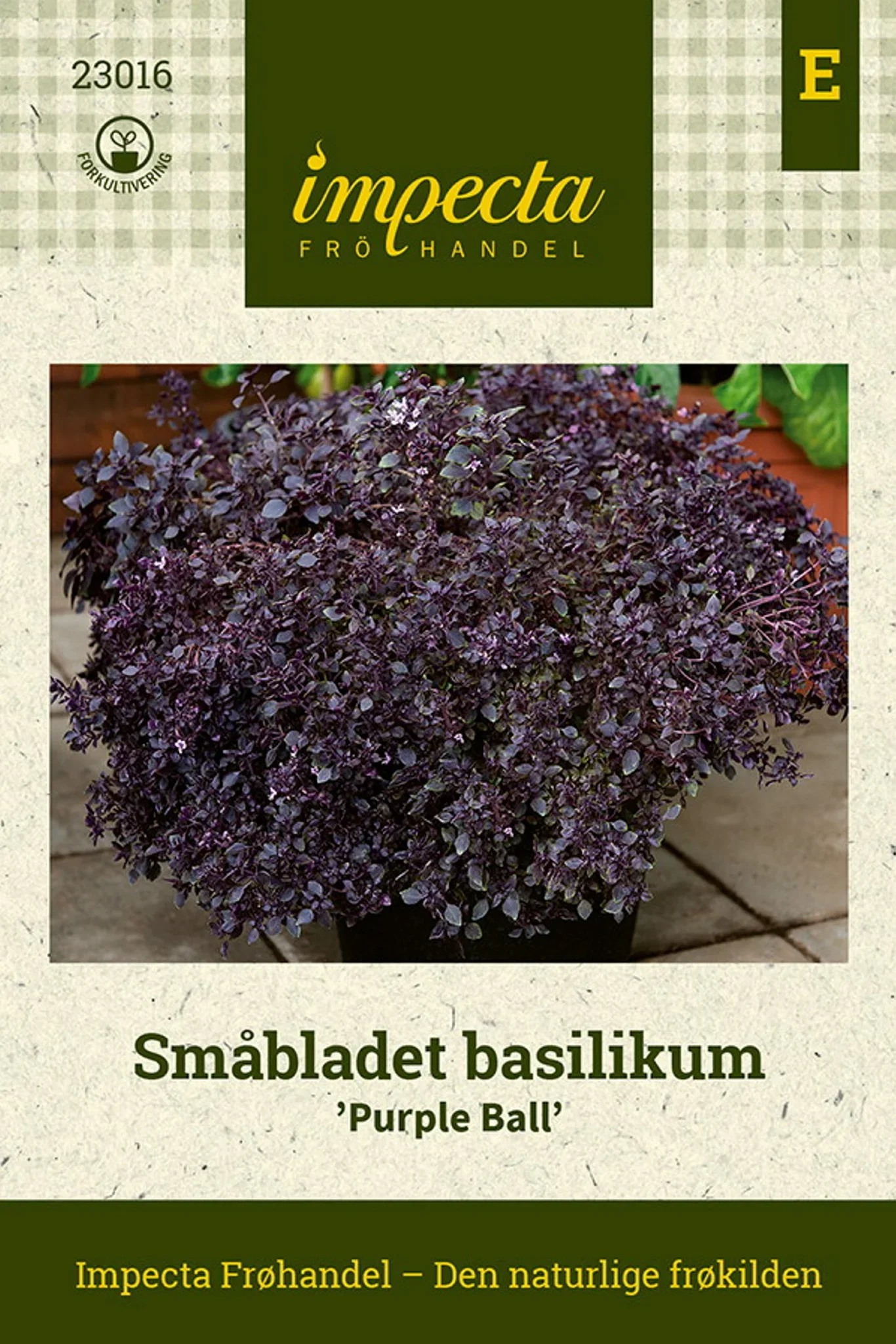 Ocimum minimum 'Purple Ball'
