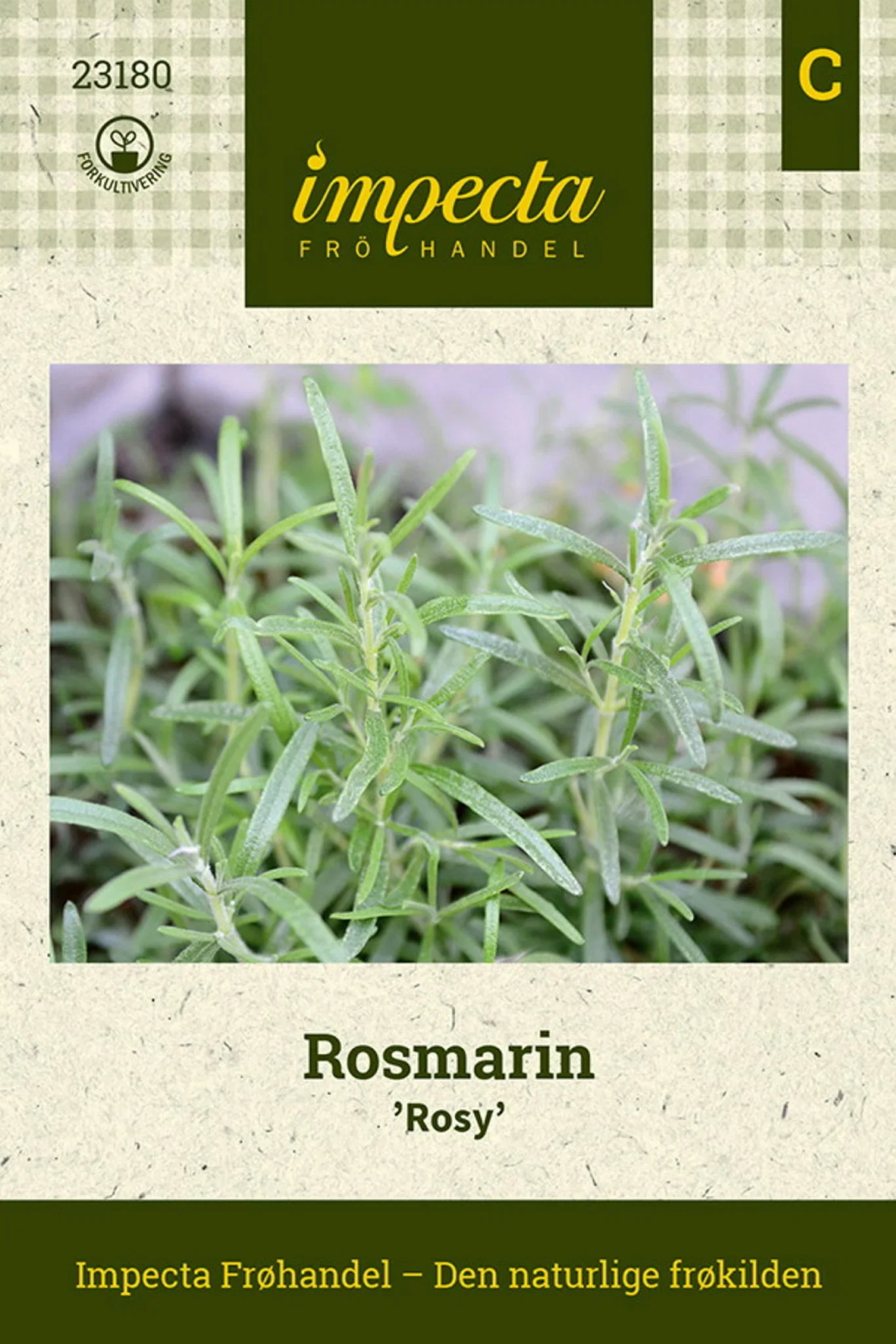 Rosmarin 'Rosy'