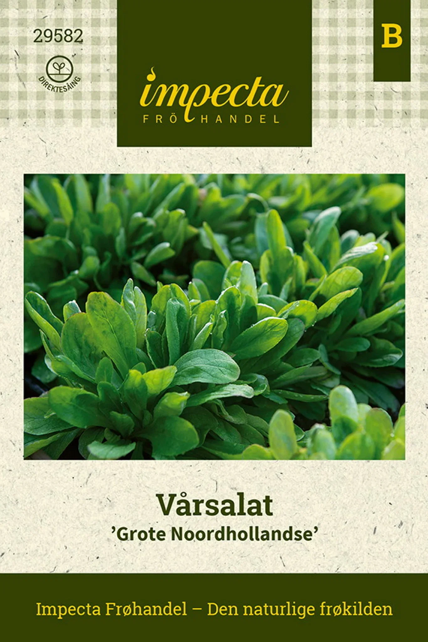 Valerianella locusta 'Grote Noordhollandse'