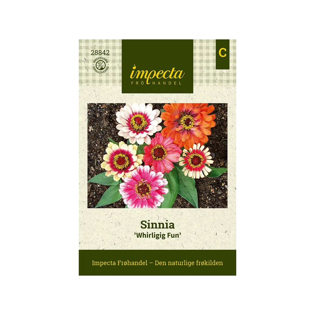 Sinnia 'Whirligig Fun'