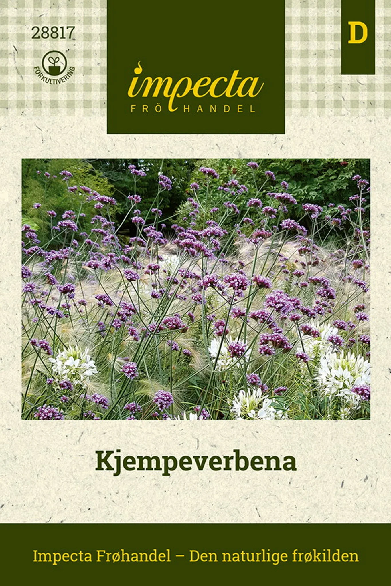 Verbena bonariensis