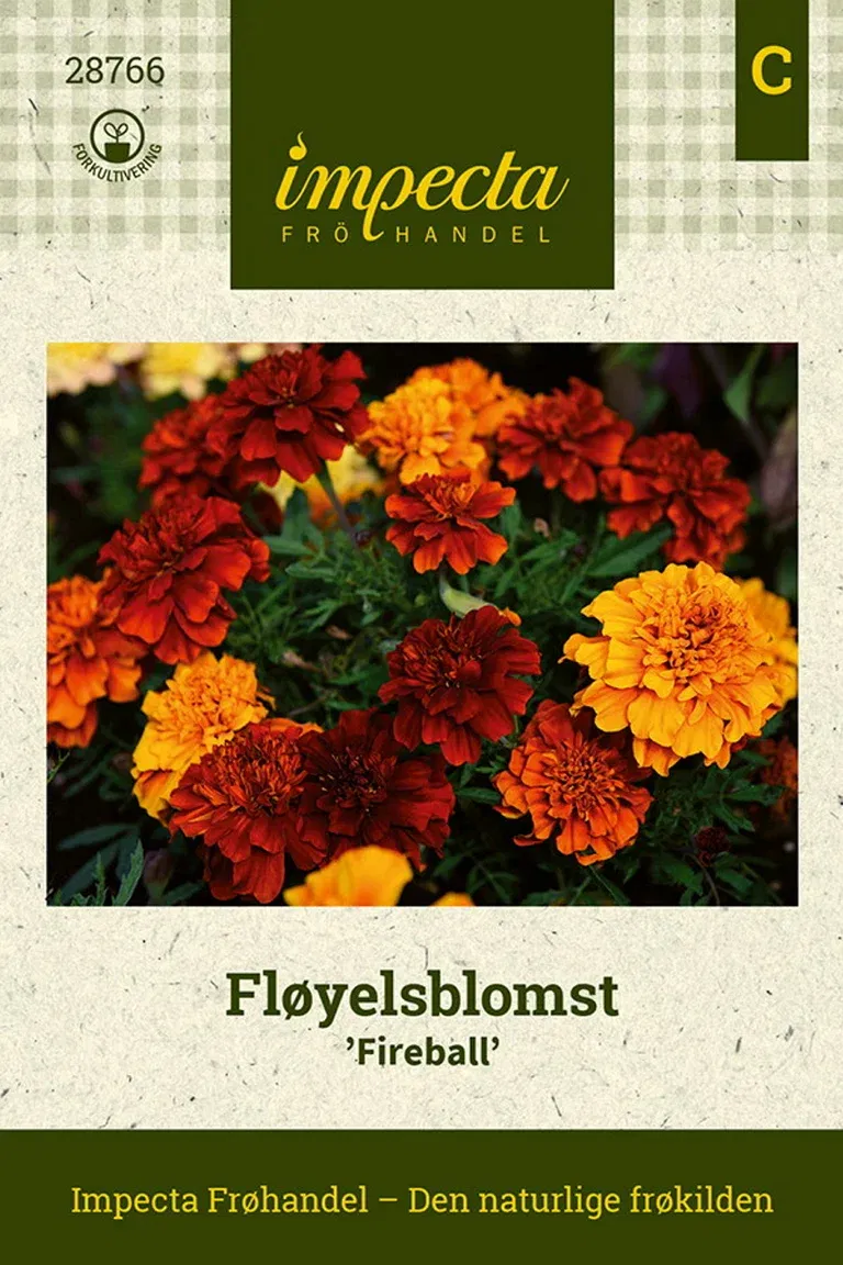 Tagetes patula nana 'Fireball'