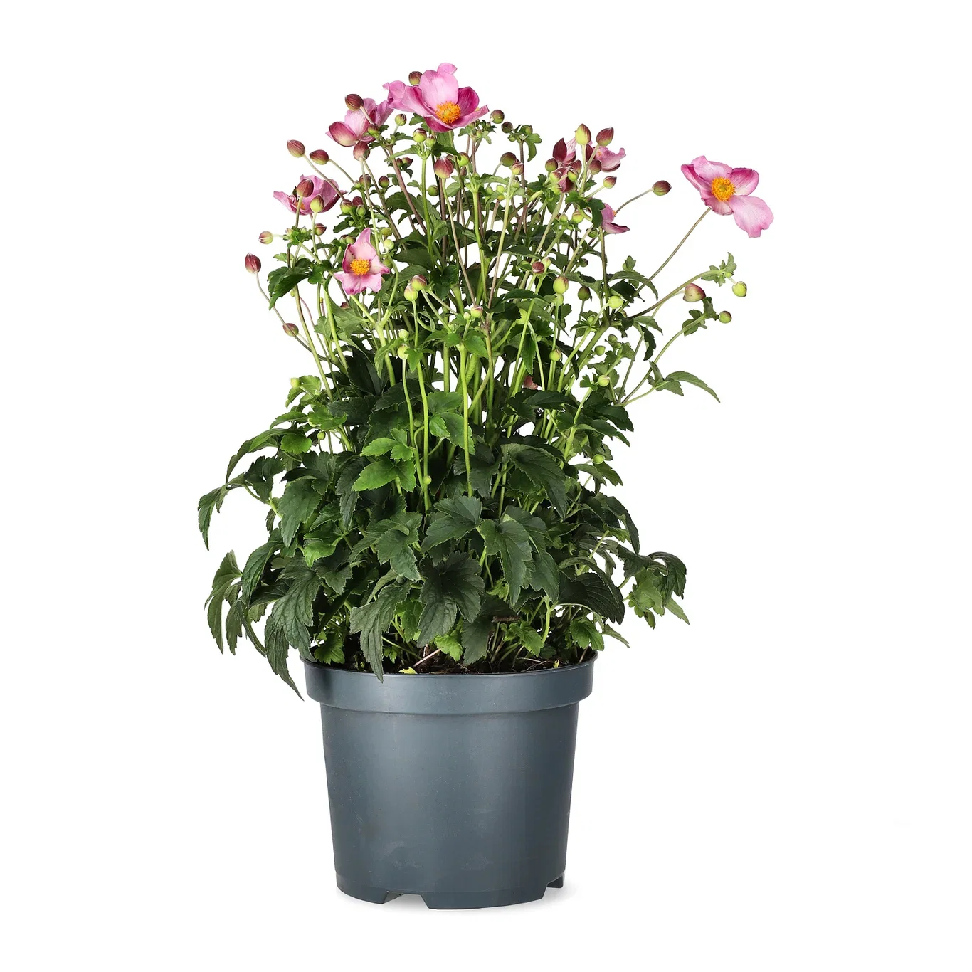 Høstanemone FANTASY JASMINE