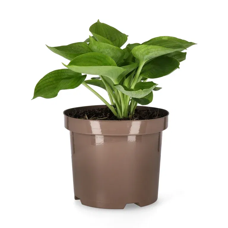 Bladlilje 'Abiqua Drinking Gourd'