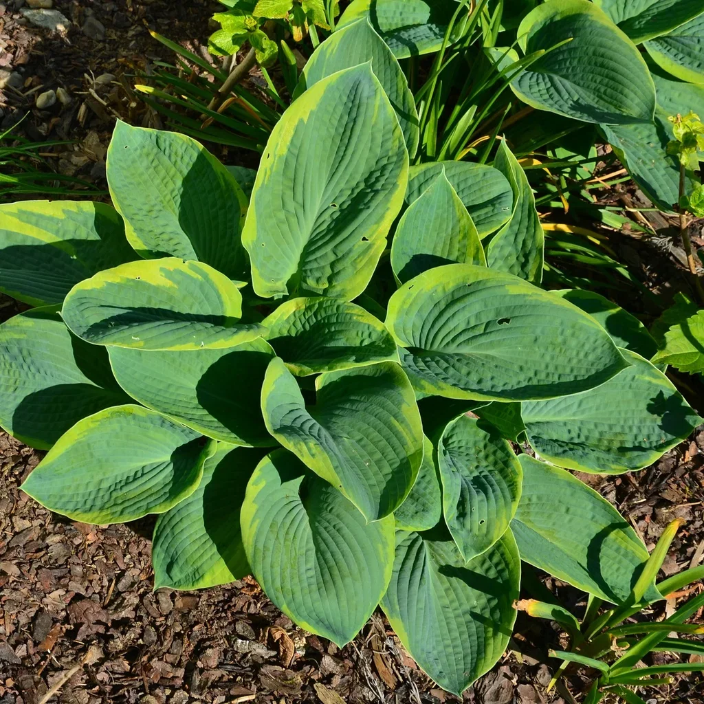 Hosta sieboldiana 'Frances Williams' 13cm