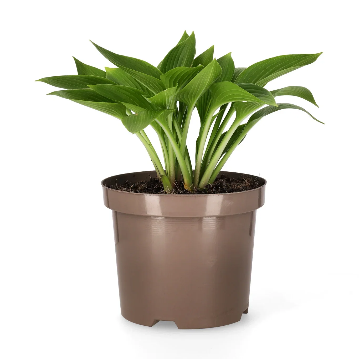 Bladlilje 'Devon Green'