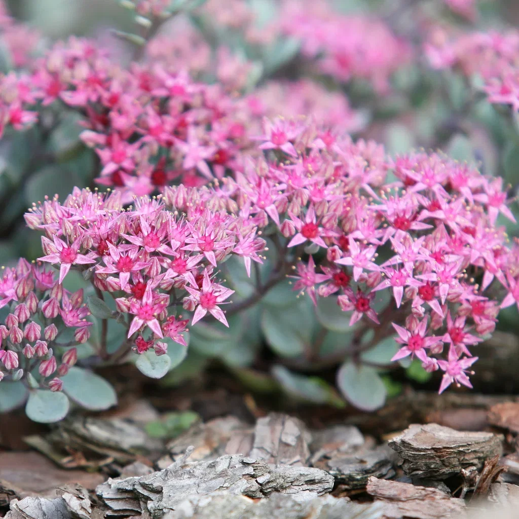 Hylotelephium cauticola Pink 12cm