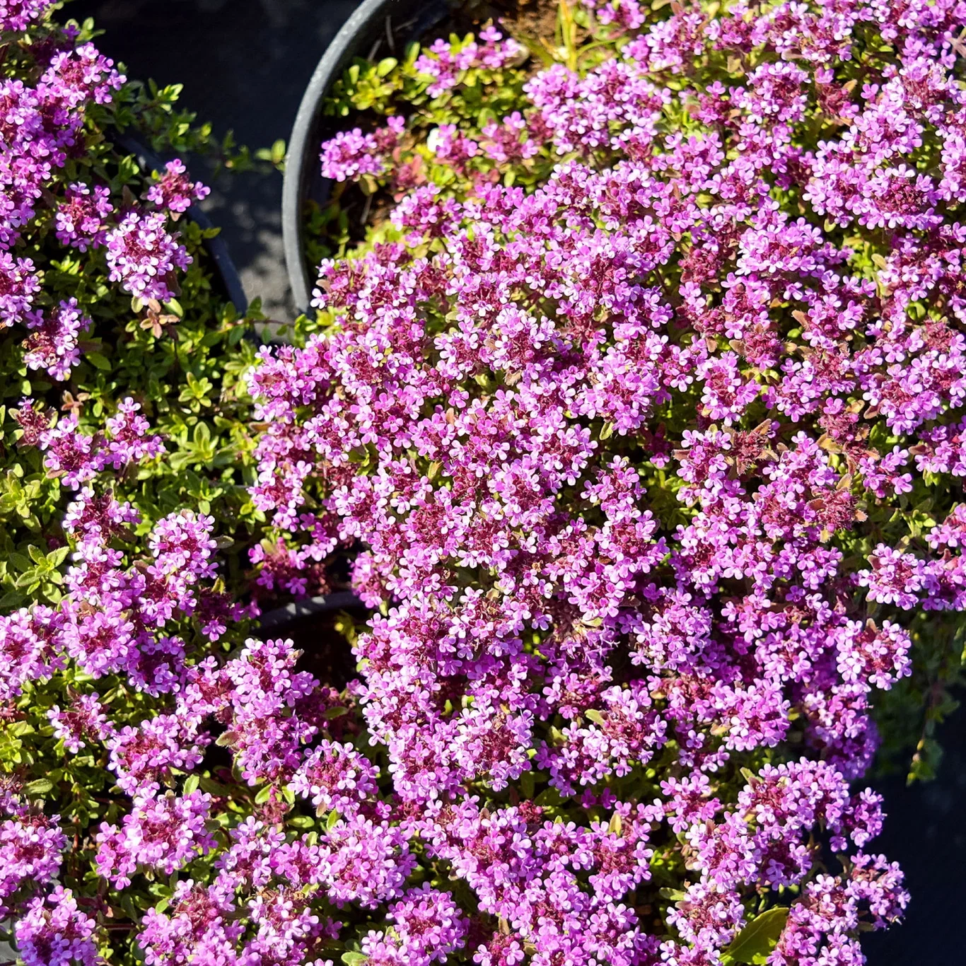 Thymus coccineus 10,5cm