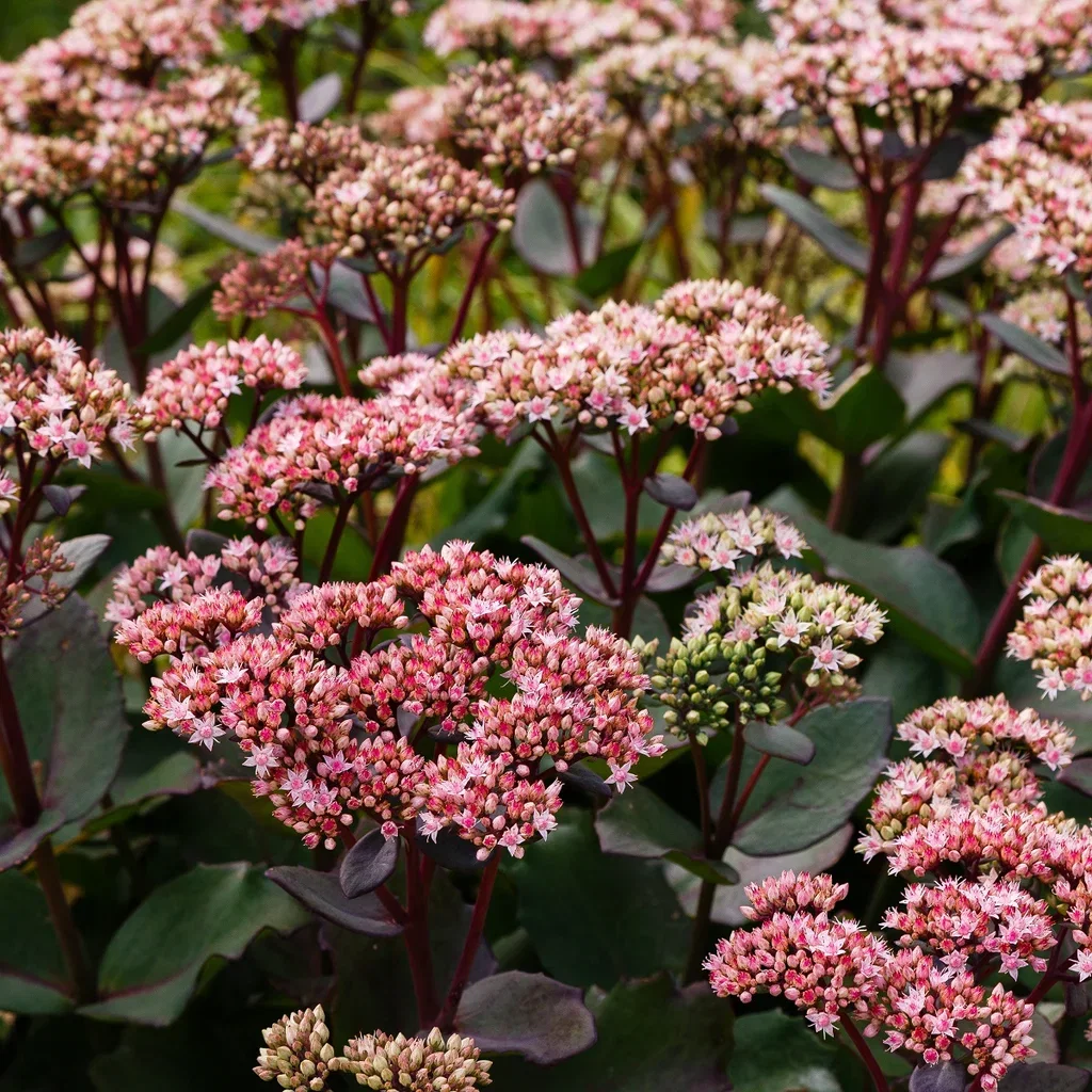 Hagesmørbukk 'Hot Rose Dark Stems'