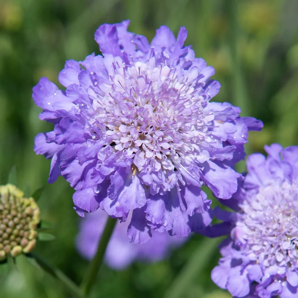 Scabiosa columbaria 'Mariposa Blue' 17cm
