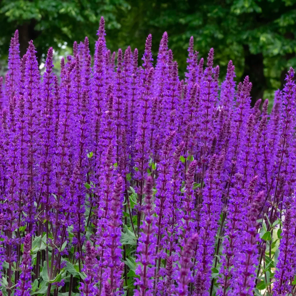 Salvia nemorosa 'Caradonna' 17cm
