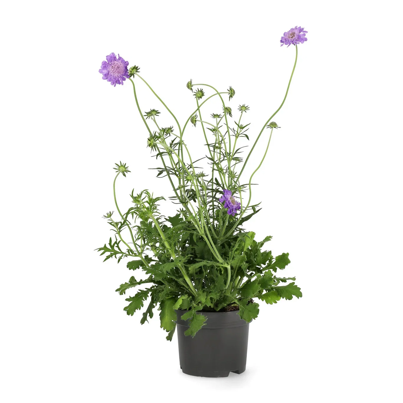 Scabiosa columbaria 'Mariposa Blue' 17cm