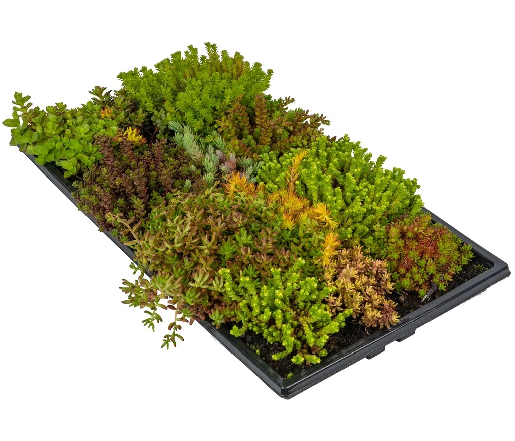 Sedummatte til tak Green Roof