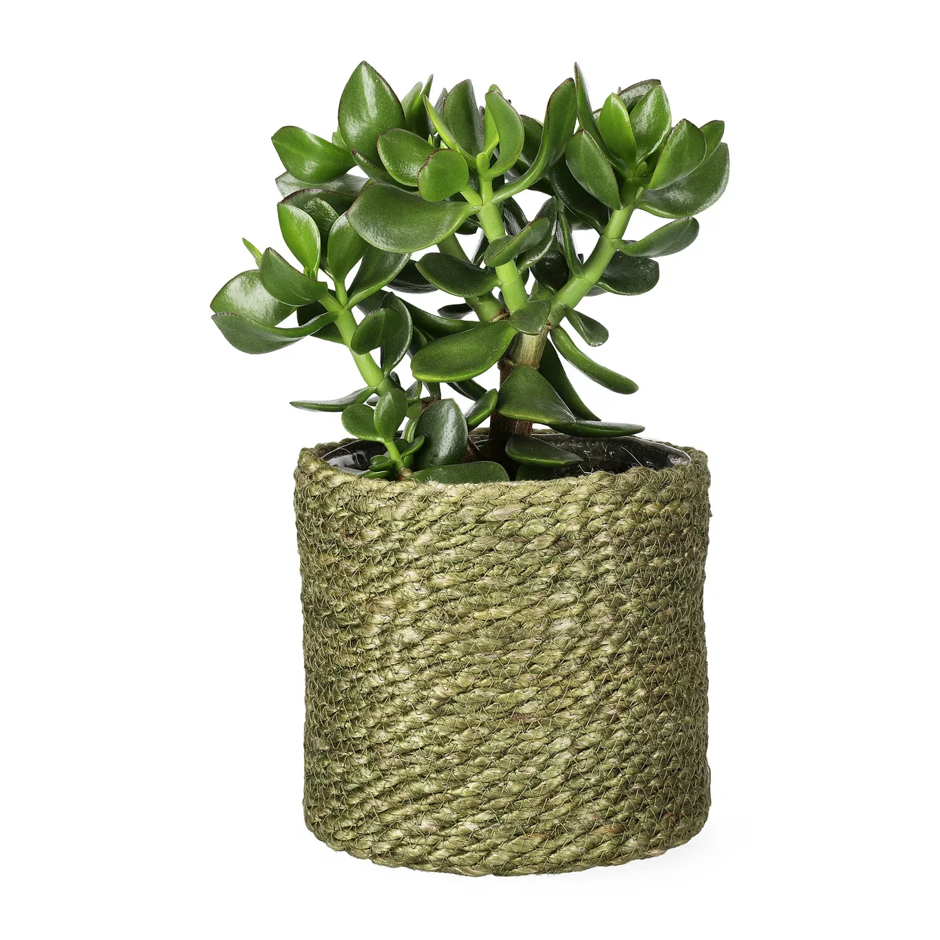 Naledi pot D16 green