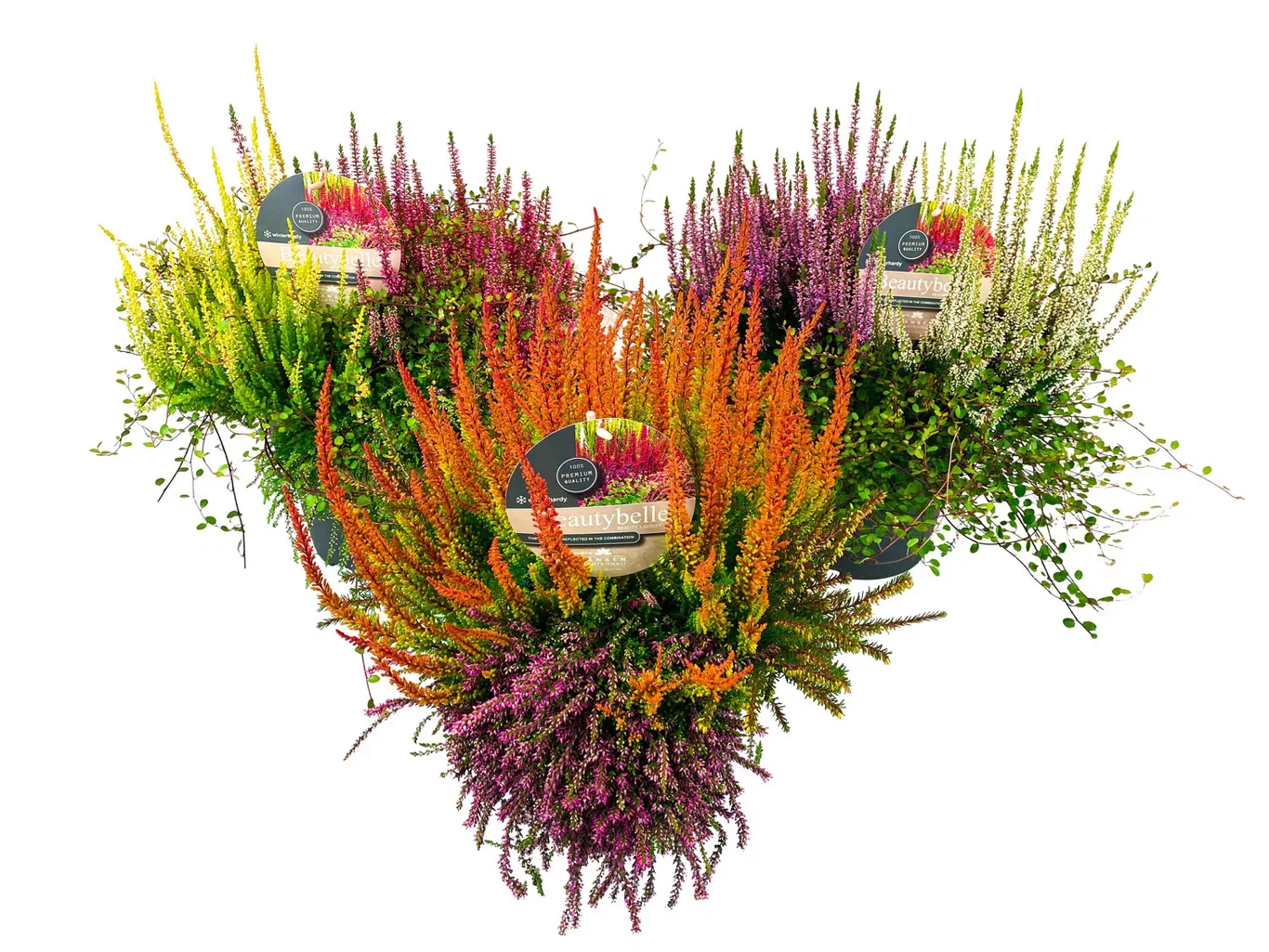 Høstmix med Røsslyng BEAUTY LADIES 'Beauty Belle'