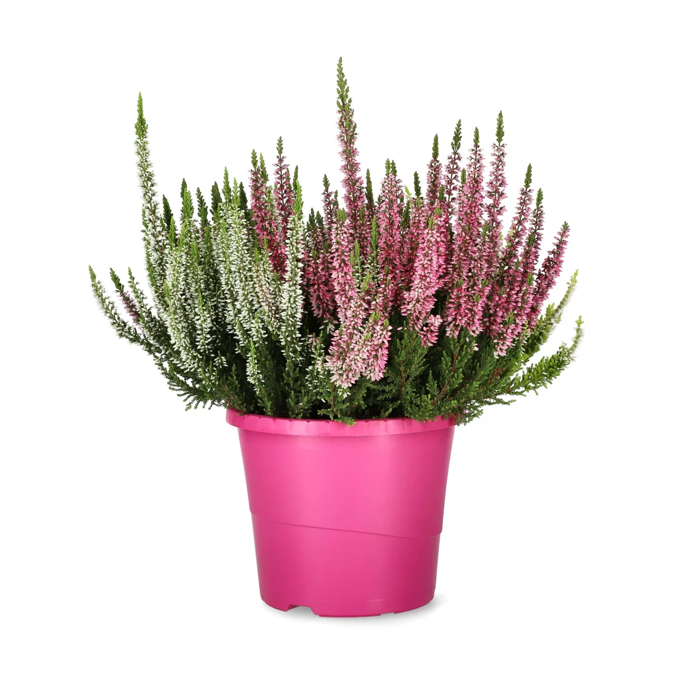 Calluna 'High Five' 17 cm